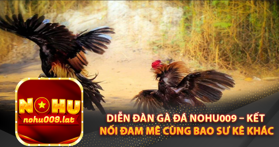 Diễn đàn gà đá Nohu009 – Kết nối đam mê cùng bao sư kê khác